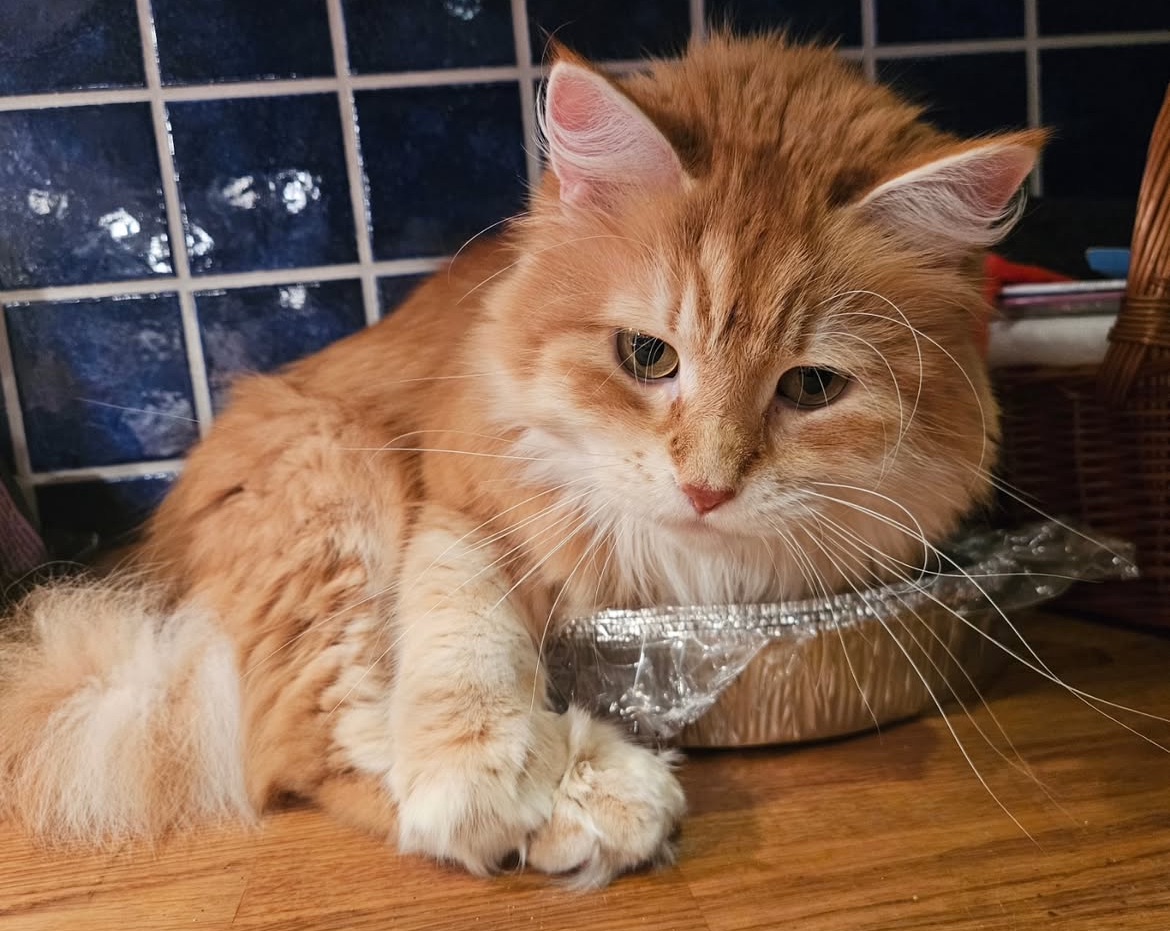 Sibirisk katt Ferrari